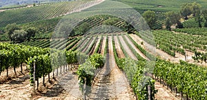 Vineyard in the area of Ã¢â¬â¹Ã¢â¬â¹production of Vino Nobile, Montepulciano, Italy photo